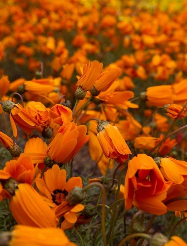 Đến châu Phi ngắm cảnh đẹp ngàn hoa cúc